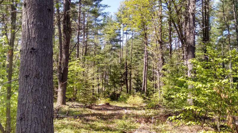 Deland Memorial Forest - New Boston, NH