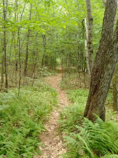 Deland Memorial Forest - New Boston, NH