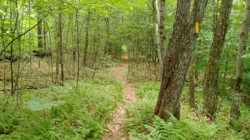 Deland Memorial Forest - New Boston, NH