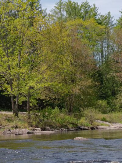 Lang Station State Forest - New Boston, NH