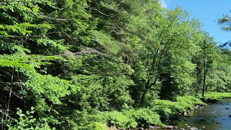 New Boston Conservation Area - New Boston, NH