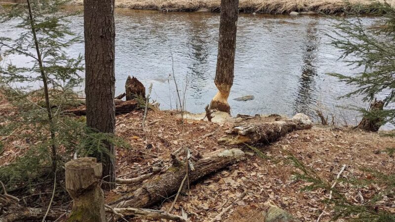 New Boston Rail Trail South Trailhead - New Boston, NH
