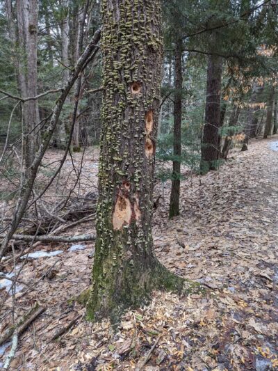 New Boston Rail Trail South Trailhead - New Boston, NH