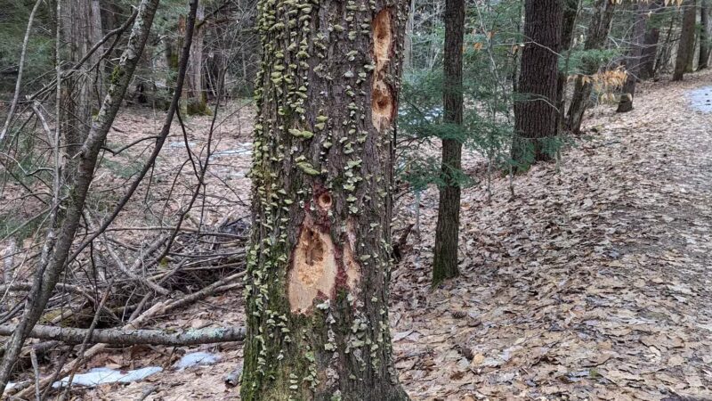 New Boston Rail Trail South Trailhead - New Boston, NH