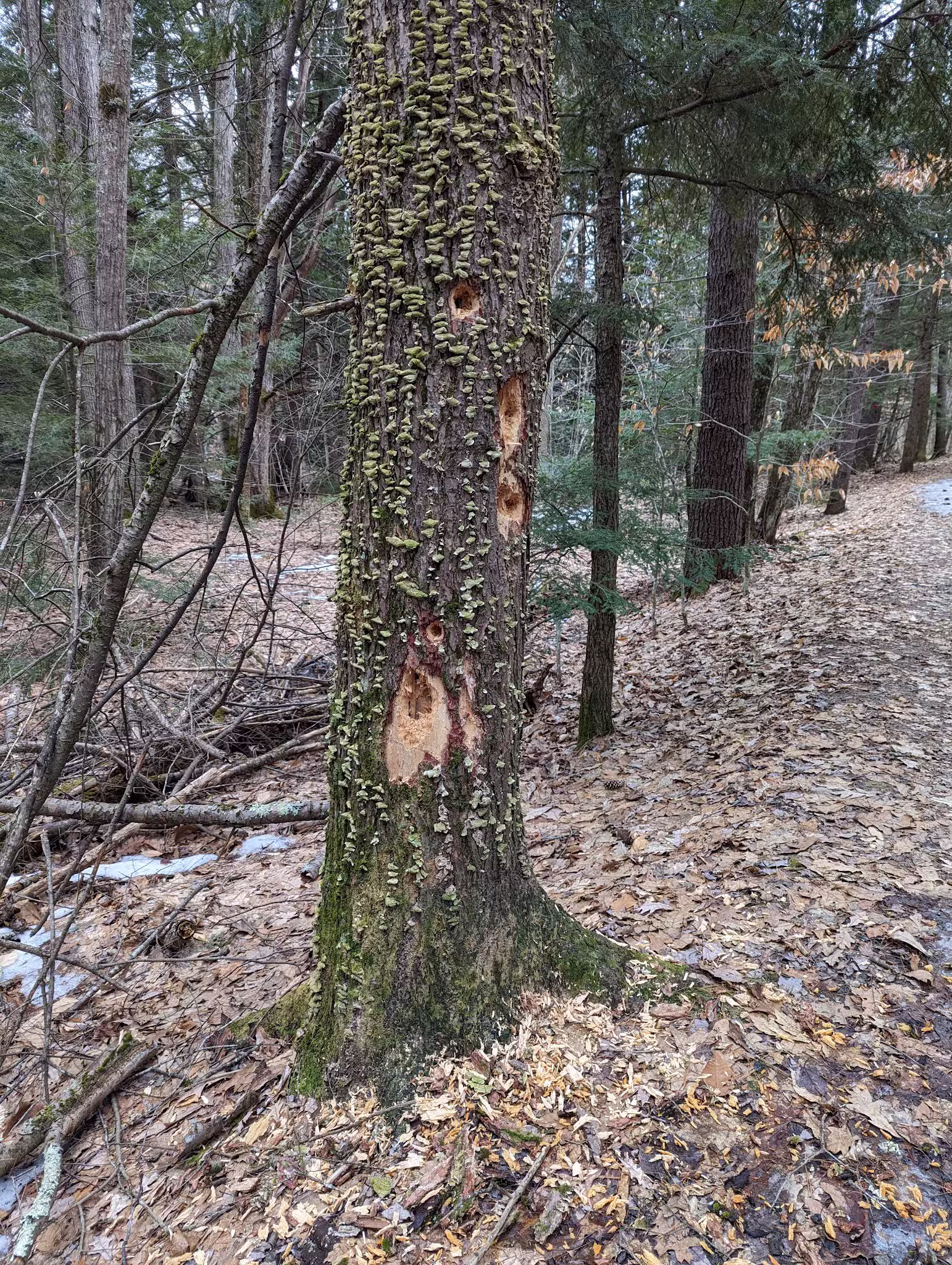 New Boston Rail Trail South Trailhead - New Boston, NH
