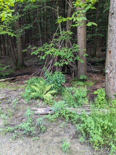 River Road Spring - New Boston, NH