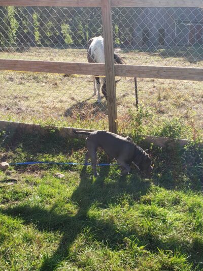 Second Chance Ranch Rescue - New Boston, NH