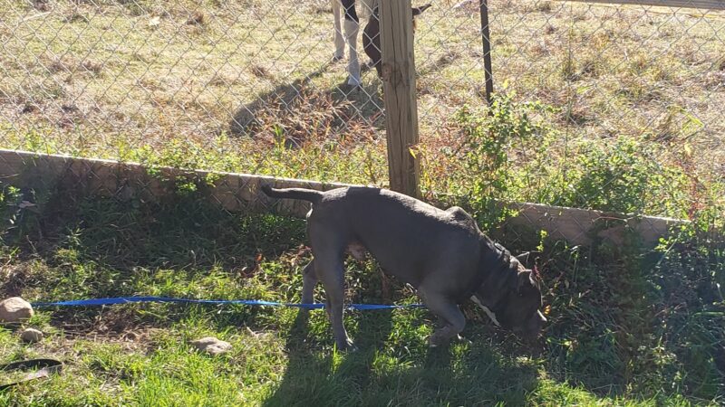 Second Chance Ranch Rescue - New Boston, NH