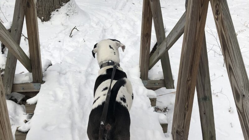 Second Chance Ranch Rescue - New Boston, NH