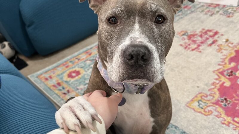 Second Chance Ranch Rescue - New Boston, NH
