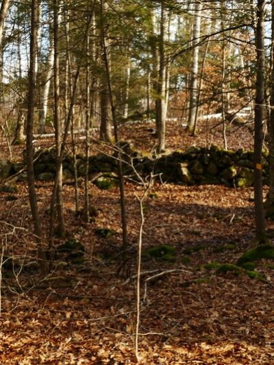 Tuthill Woodlands Preserve - New Boston, NH
