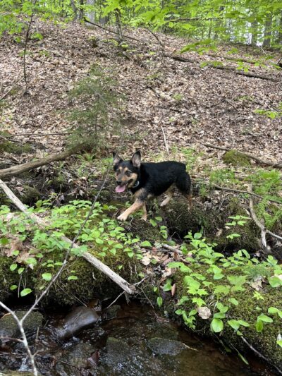 Tuthill Woodlands Preserve - New Boston, NH
