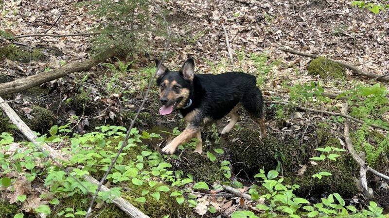 Tuthill Woodlands Preserve - New Boston, NH