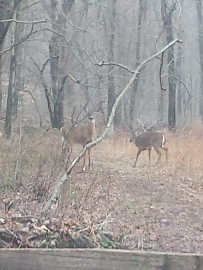 Colhoun Preserve - New Canaan, CT