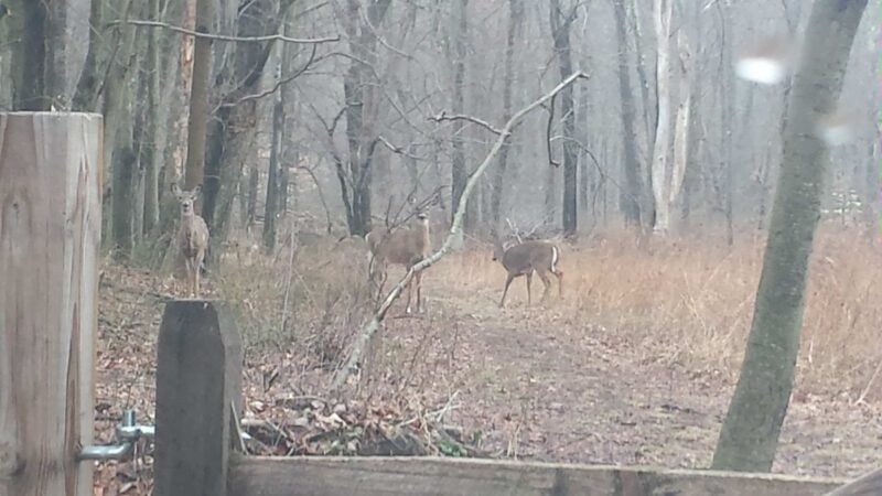 Colhoun Preserve - New Canaan, CT