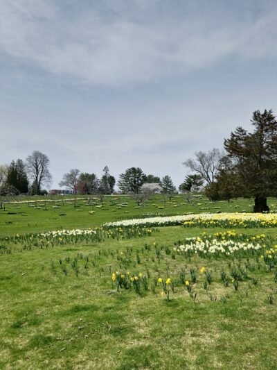 Irwin Park - New Canaan, CT