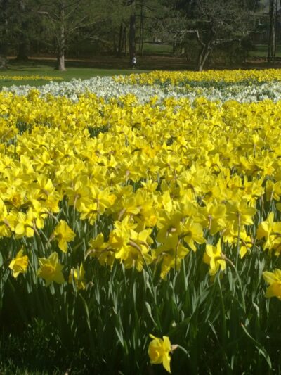 Irwin Park - New Canaan, CT