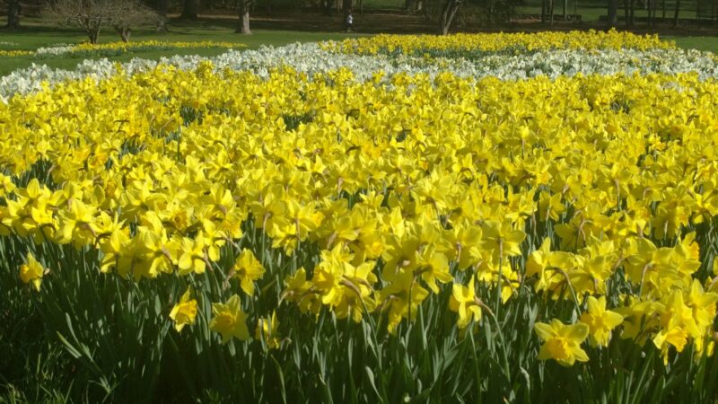 Irwin Park - New Canaan, CT