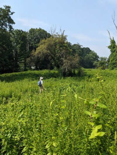 Livingston-Higley Meadow (NCLT) - New Canaan, CT