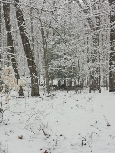 Watson Symington Woodlands (NCLT) - New Canaan, CT