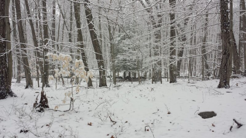 Watson Symington Woodlands (NCLT) - New Canaan, CT