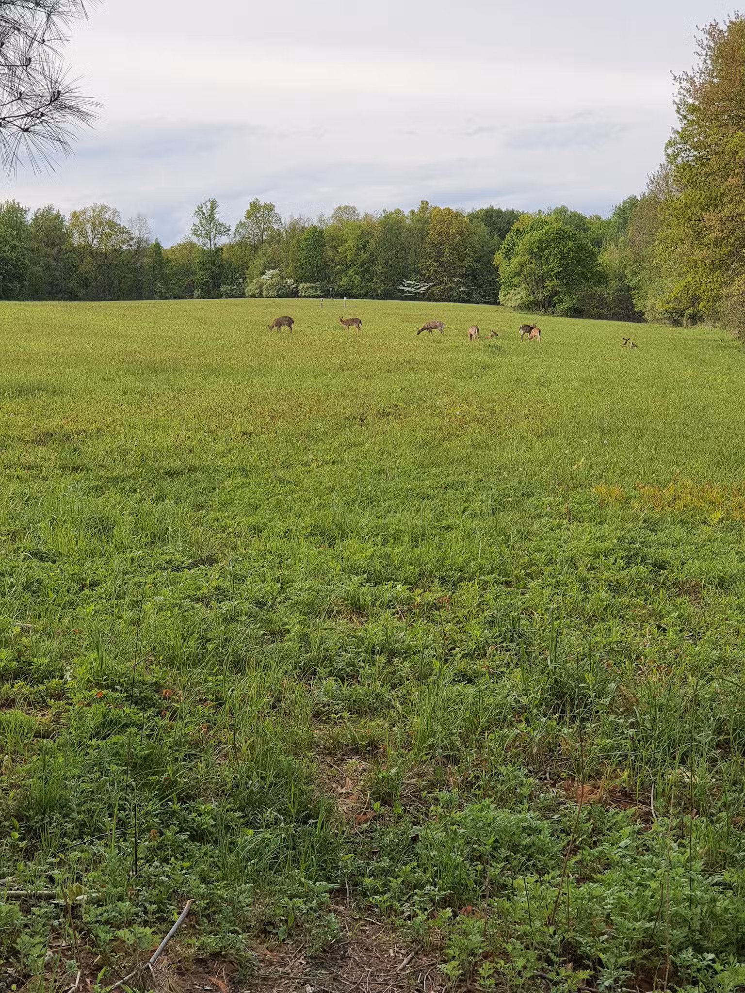 Kennedy Dells Dog Park - New City, NY