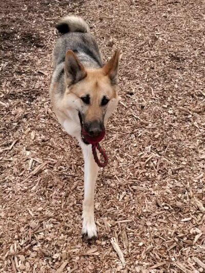 Kennedy Dells Dog Park - New City, NY