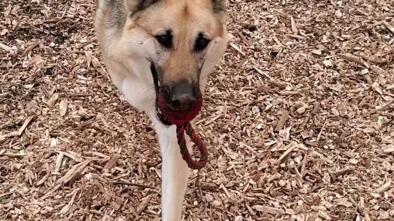 Kennedy Dells Dog Park - New City, NY