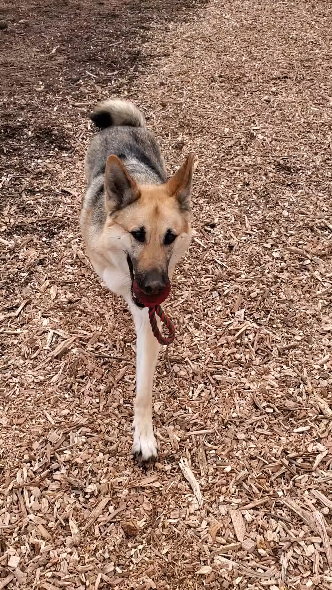 Kennedy Dells Dog Park - New City, NY