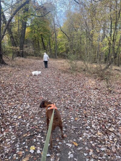 Kennedy Dells Dog Park - New City, NY