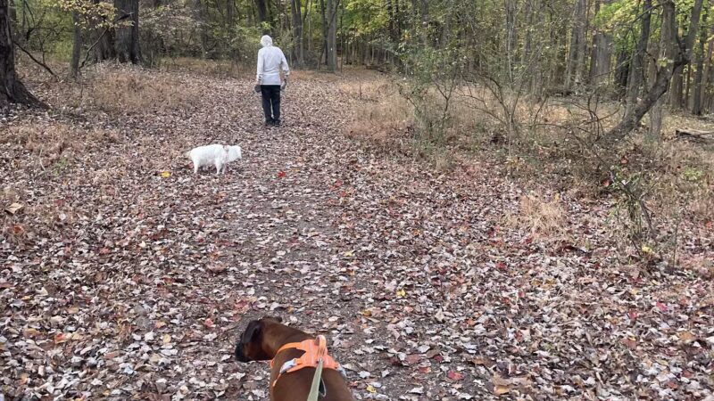 Kennedy Dells Dog Park - New City, NY