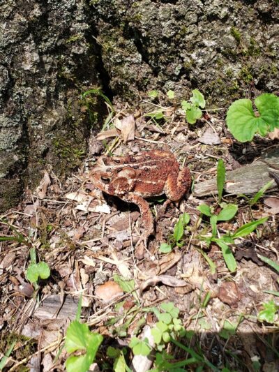 White Deer Community Park - New Columbia, PA