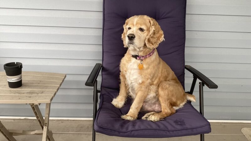 Springhill Animal Clinic - New Freeport, PA