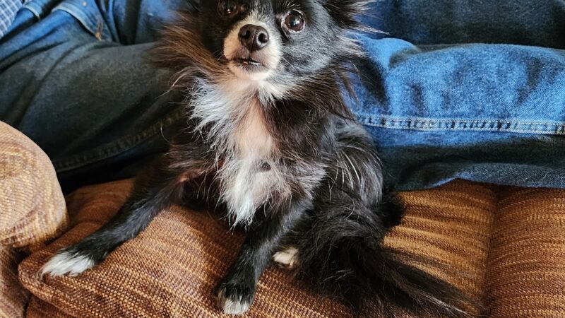 Springhill Animal Clinic - New Freeport, PA