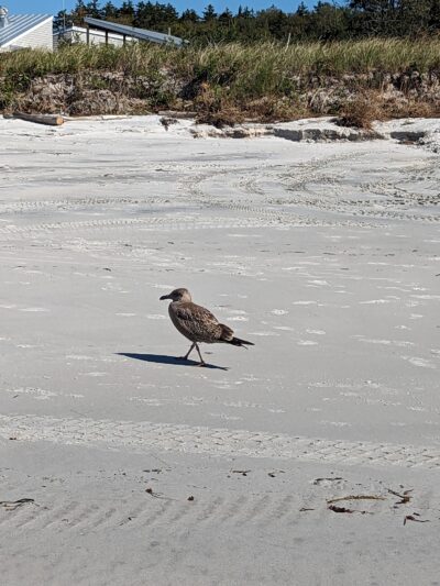 Pemaquid Beach - New Harbor, ME