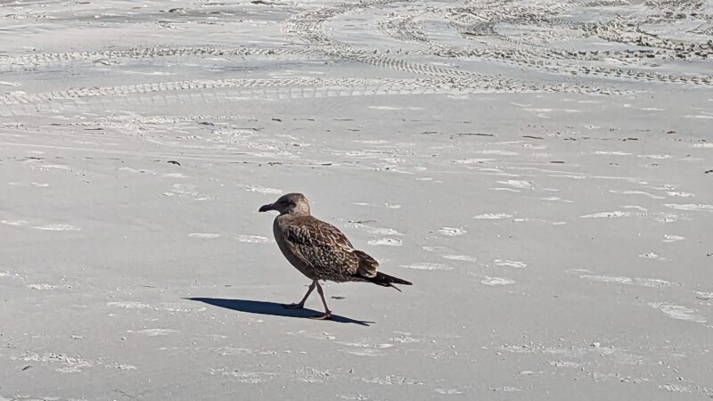Pemaquid Beach - New Harbor, ME