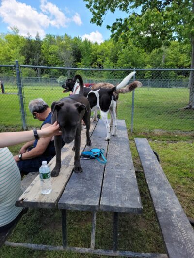 Sherrillbrook Member's-only Dog Run - New Hartford, NY