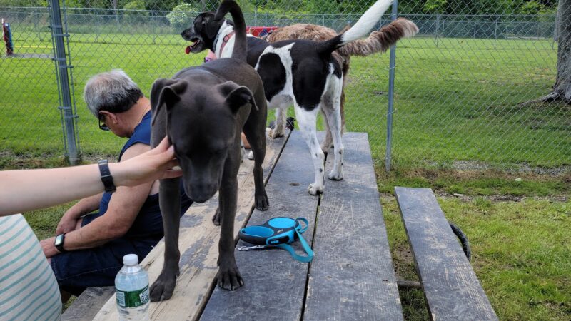 Sherrillbrook Member's-only Dog Run - New Hartford, NY