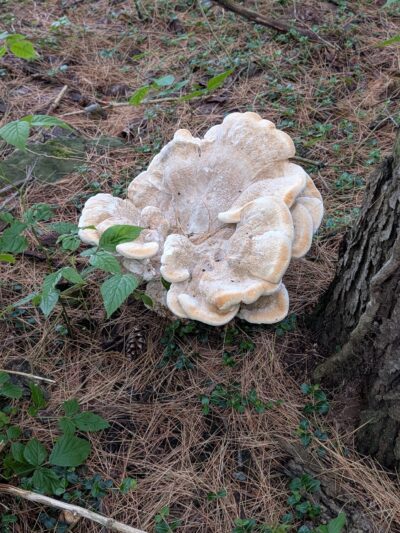 Sherrillbrook Member's-only Dog Run - New Hartford, NY