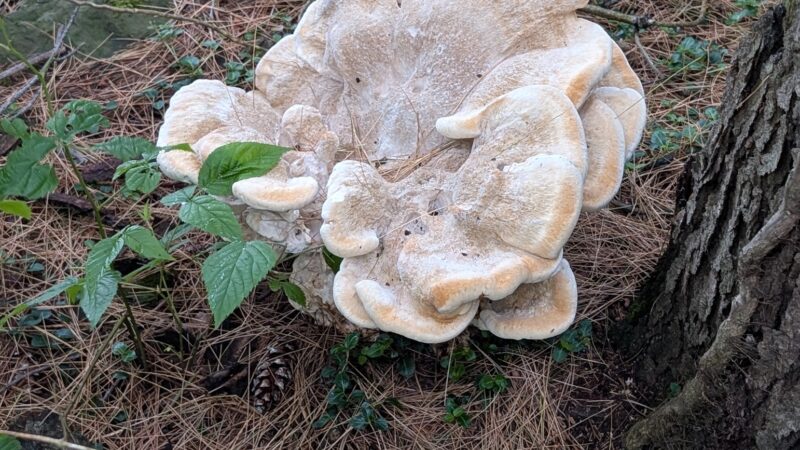 Sherrillbrook Member's-only Dog Run - New Hartford, NY