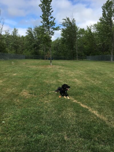 Sherrillbrook Member's-only Dog Run - New Hartford, NY
