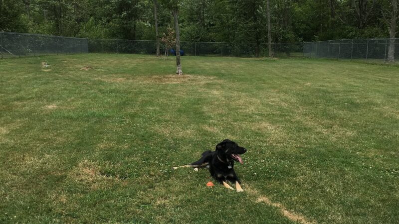 Sherrillbrook Member's-only Dog Run - New Hartford, NY
