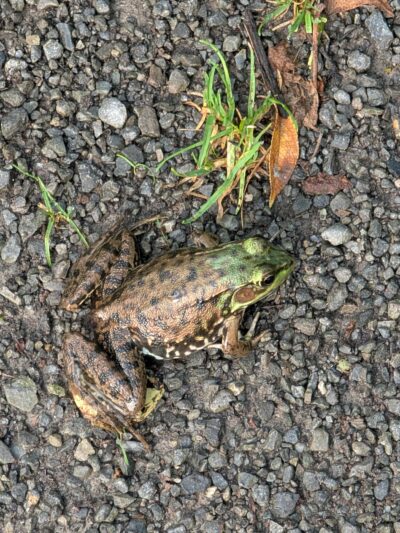 Sherrillbrook Member's-only Dog Run - New Hartford, NY