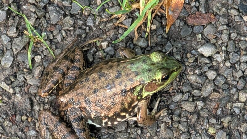 Sherrillbrook Member's-only Dog Run - New Hartford, NY