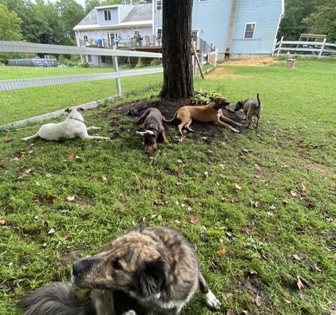 Fox Farm Kennel - New Ipswich, NH