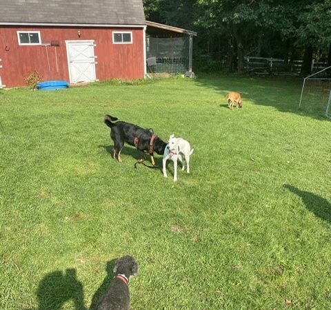 Fox Farm Kennel - New Ipswich, NH