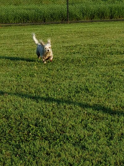 Cross Keys Community Dog Park - New Oxford, PA