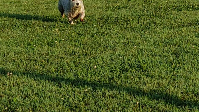 Cross Keys Community Dog Park - New Oxford, PA