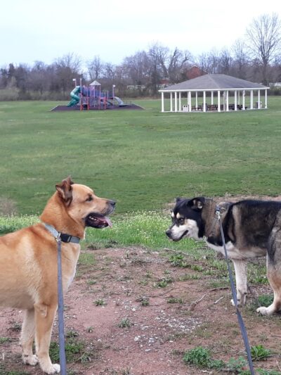 Cross Keys Community Dog Park - New Oxford, PA