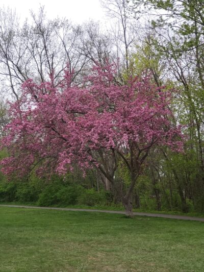 Jaycees Park - New Providence, NJ